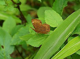 Etwas abgeflogener Punchinello (Zemeros flegyas) sitzt auf einem Blatt
