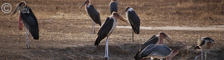 Marabus (Leptoptilos crumeniferus) trinken an einem Tümpel