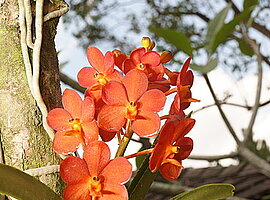 blühende Orchidee (Vanda spec.)