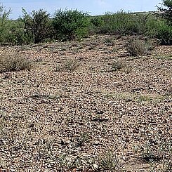 blühender Bestand von Namib-Milchsternen (Ornithogalum candidum) auf einer Schotterfläche