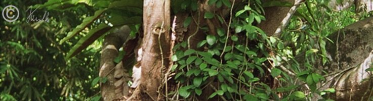 Epiphytische Porzellanblume (Hoya spec.)