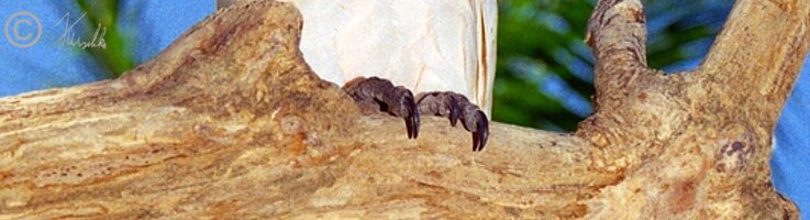 Weißer Kakadu (Cacatua alba) auf einem Ast
