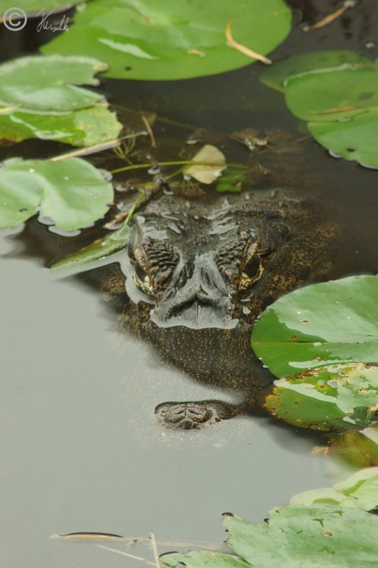 Brillenkaiman (Caiman yacare) liegt getarnt zwischen Wasserpflanzen