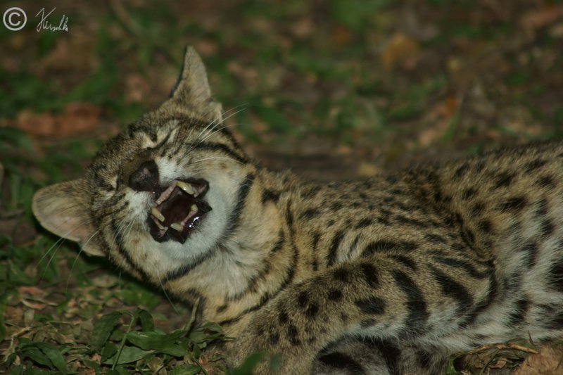 'Geoffroy''s cat (Leopardus geoffroyi) gähnt'