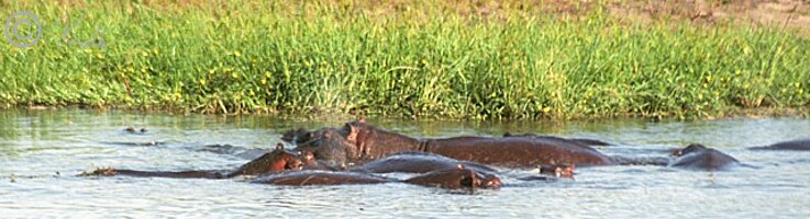 Flußpferde (Hippopotamus amphibius) liegen in einem Tümpel