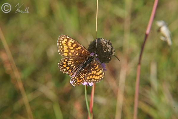 Wachtelweizen-Scheckenfalter (Melitaea athalia) saugt an einer Blüte der Sand-Grasnelke (Armeria maritima ssp. Elongata)