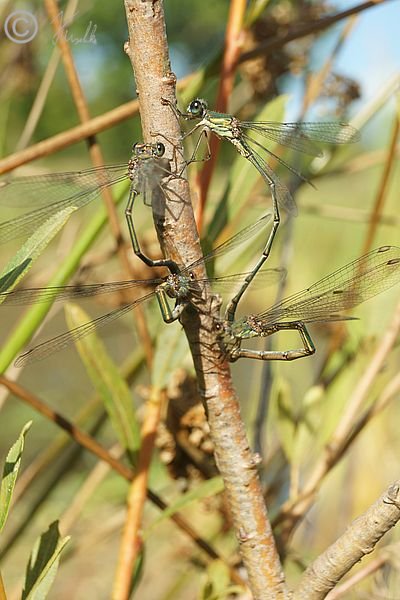 zwei Paarungsr&auml;der der Weidenjungfer (Lestes viridis) bei der Eiablage in Weidenrinde