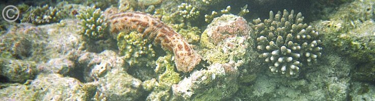 Unterwasserfoto: Seegurke liegt im Korallenriff