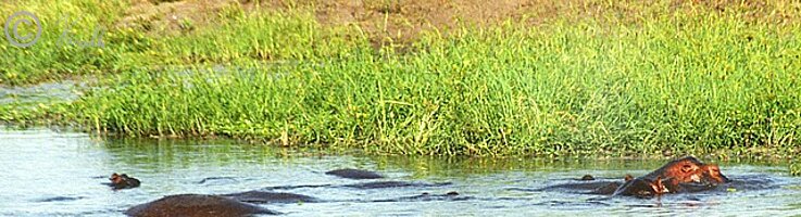 Flußpferde (Hippopotamus amphibius) liegen in einem Tümpel