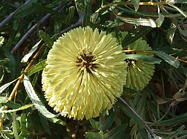 Blick auf einen Banksia-Blütenstand (Banksia attenuata)