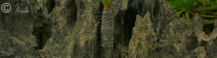 Wolfsmilch (Euphorbia pachypodoides) zwischen Kalkfelsen der Tsingy