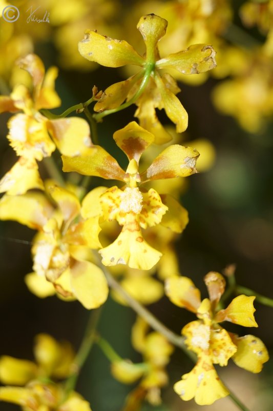 Blütenstand einer Orchidee (Dendrobium ?)
