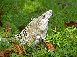 Porträt eines Schwarz-Leguan-Männchens (Ctenosaura similis)