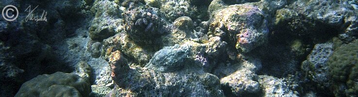 Unterwasserfoto: Korallenriff mit Steinfisch