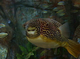 Giant freshwater Pufferfish (Tetraodon mbu) in einem Aquarium zum Congo River