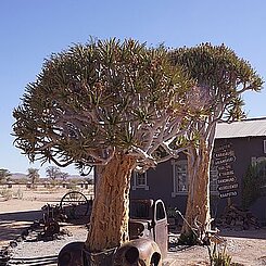 Köcherbaum (Aloe dichotoma) ist durch ein Autowrack gewachsen