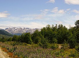 Berglandschaft der östlichen Anden mit blühendem Lupinen-Saum