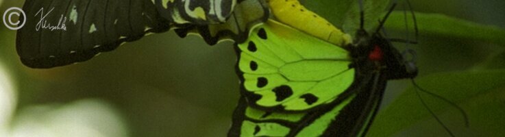 Ornithoptera priamus in Kopula; Mc. Adams NP