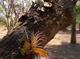 Epiphyten (Bromelien, Wolfsmilch und Orchideen) auf einem Stamm