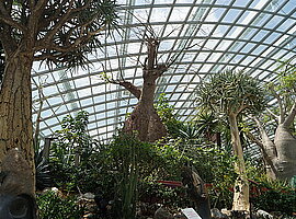 Anlage mit Moringa, Köcherbäumen und Kapokbäumen im Flower Dome