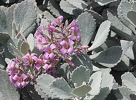 blühende Dwarf Kalanchoe (Kalanchoe pumila)