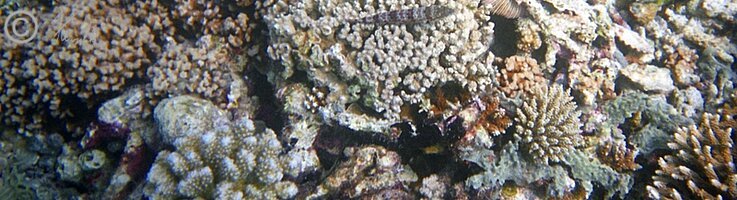 Unterwasserfoto: Grundel liegt auf einem Korallenstock