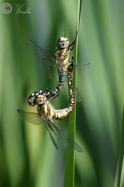 Paarungsrad der Kleinen Mosaikjungfer (Brachytron pratense)