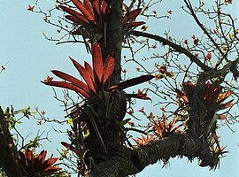 Bäume mit Bromelienbewuchs im Nebelwald am Poas-Vulkan