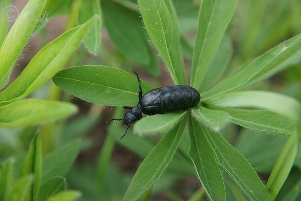 weiblicher Schwarzer Maiwurm (Meloe proscarabaeus) auf einem Blatt