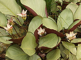 blühendes Ingwergewächs (Kaempferia spec.)