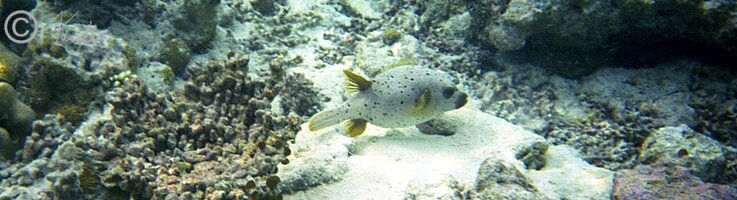 Unterwasserfoto: Pufferfisch schwimmt im Korallenriff