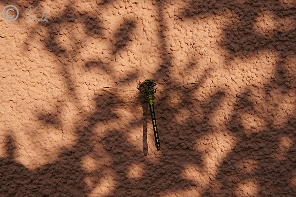 Gr&uuml;ne Keiljungfer (Ophiogomphus cecilia) ruht an der Hauswand