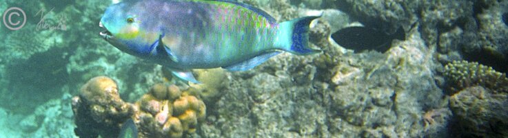 Unterwasserfoto: Papageifisch schwimmt im Korallenriff