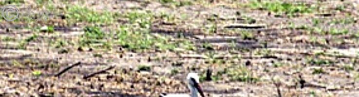 Weißstörche (Ciconia ciconia) stehen auf einem Feld