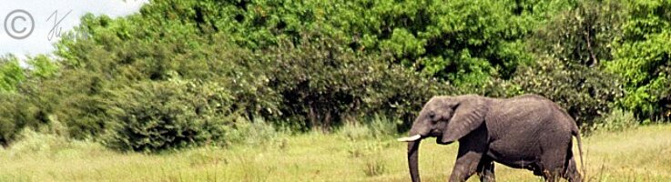 Elefant (Loxodonta africana) läuft an Moorantilopen (Kobus leche) vorbei
