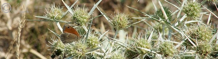 Feld-Mannstreu (Eryngium campestre) mit verschiedenen Blütenbesuchern (auch Coenonympha pamphilus)