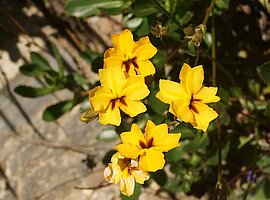 Blüten von Goodenia brendannarum