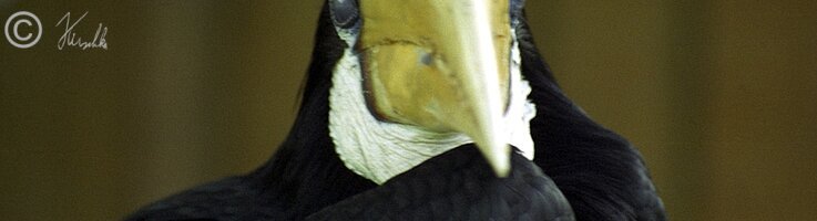 Porträt eines Hornbill auf einer Kiste von vorn