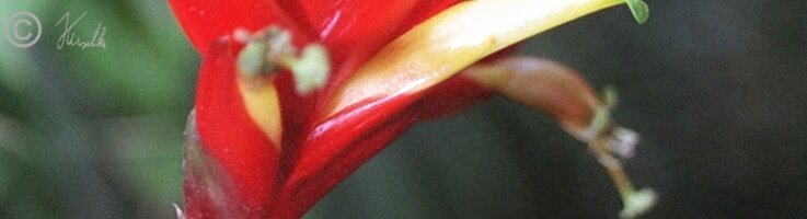 Blütenstand einer Bromelie