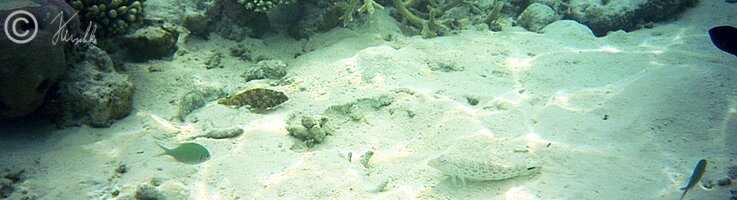 Unterwasserfoto: Grundel liegt am Sandgrund