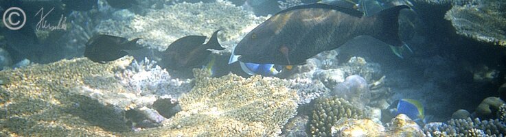 Unterwasserfoto: Fische im Korallenriff