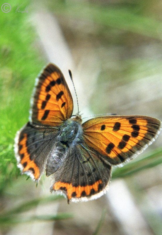 Kleiner Feuerfalter (Lycaena phlaeas) sitzt im Gras, NSG Geisingberg