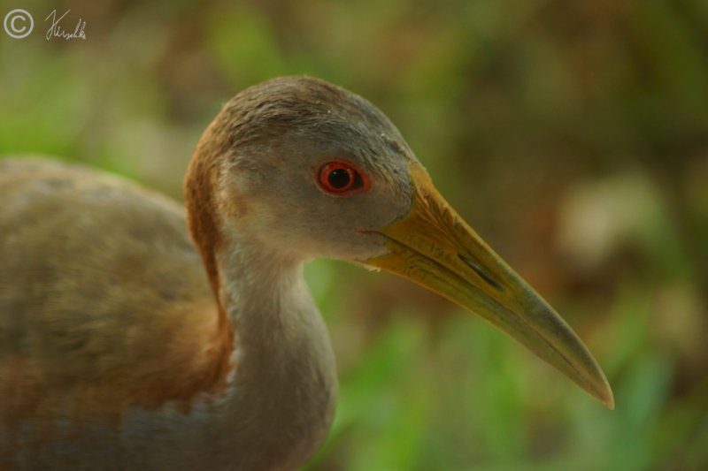 Porträt einer Giant Wood-Rail (Aramides ypecaha)