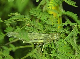 Wanderheuschrecke (Locusta migratoria) im Strauch
