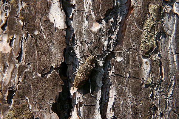 Weiblicher Bäckerbock (Monochamus galloprovincialis) sitzt an einem Kiefernstamm