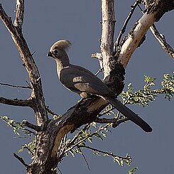 Graulärmvögel (Corythaixoides concolor) sitzt auf einem Baum