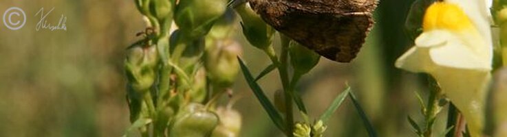 Braune Tageule (Euclidia glyphica) saugt an einer Leinkraut-Blüte (Linaria vulgaris)