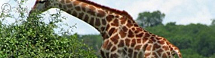 zwei Giraffen (Giraffa camelopardalis angolensis) neben einem Strauch