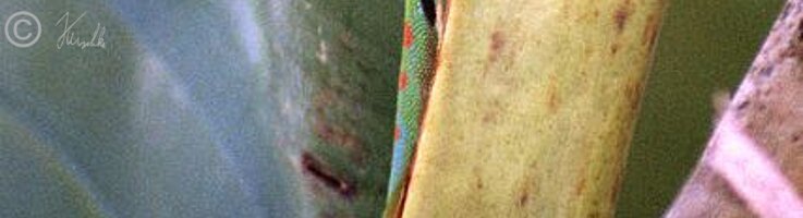 Gecko (Phelsuma pusilla pusilla)