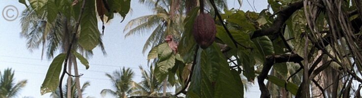 Kakaostrauch mit Früchten